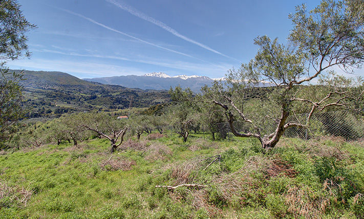 BUILDABLE FARM LAND WITH 80 OLIVE TREES