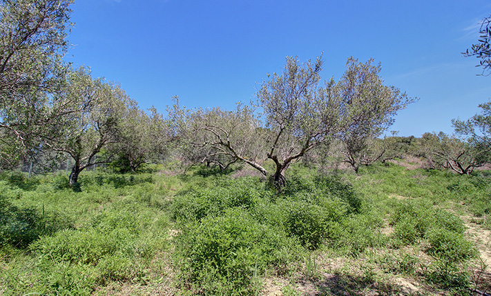 BEBAUBARES ACKERLAND MIT 80 OLIVENBÄUMEN