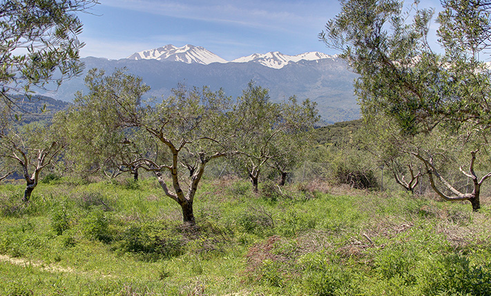 BUILDABLE FARM LAND WITH 80 OLIVE TREES