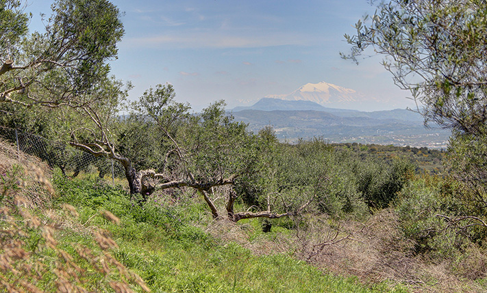 ΟΙΚΟΔΟΜΗΣΙΜΗ ΑΓΡΟΤΙΚΗ ΓΗ ΜΕ 80 ΕΛΑΙΟΔΕΝΤΡΑ