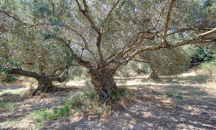 2 ΑΓΡΟΤΕΜΑΧΙΑ ΜΕ 8 ΜΕΓΑΛΑ ΕΛΑΙΟΔΕΝΤΡΑ