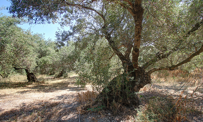 2 ΑΓΡΟΤΕΜΑΧΙΑ ΜΕ 8 ΜΕΓΑΛΑ ΕΛΑΙΟΔΕΝΤΡΑ