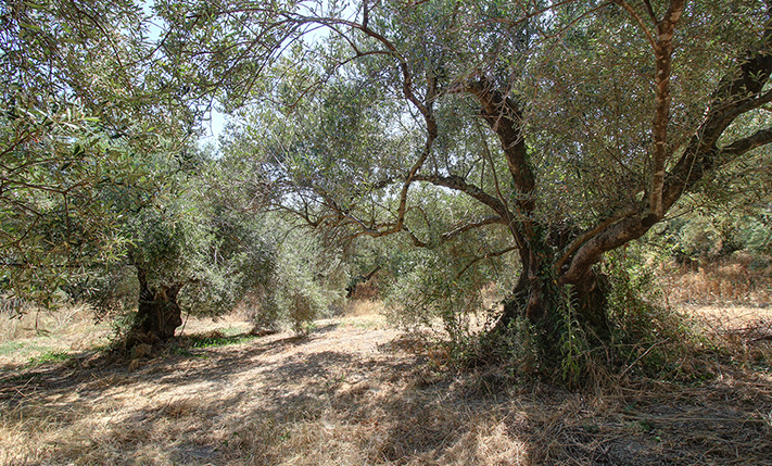 2 ΑΓΡΟΤΕΜΑΧΙΑ ΜΕ 8 ΜΕΓΑΛΑ ΕΛΑΙΟΔΕΝΤΡΑ