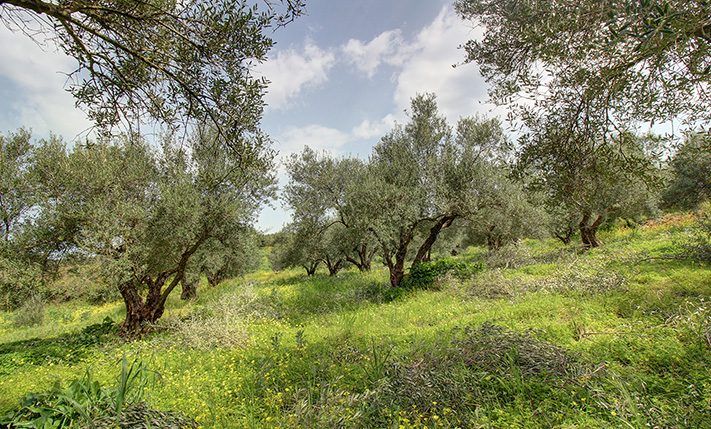 RECTANGULAR PLOT NEXT TO A RUNNING STREAM