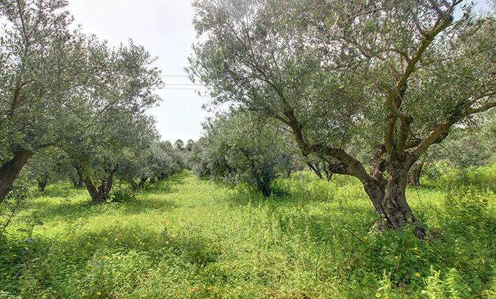 NORTH-FACING LAND WITH UNOBSTRUCTED SEA VIEWS