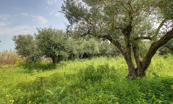 ΕΛΑΙΩΝΑΣ ΜΕ ΑΝΕΜΠΟΔΙΣΤΗ ΒΟΡΙΝΗ ΘΕΑ
