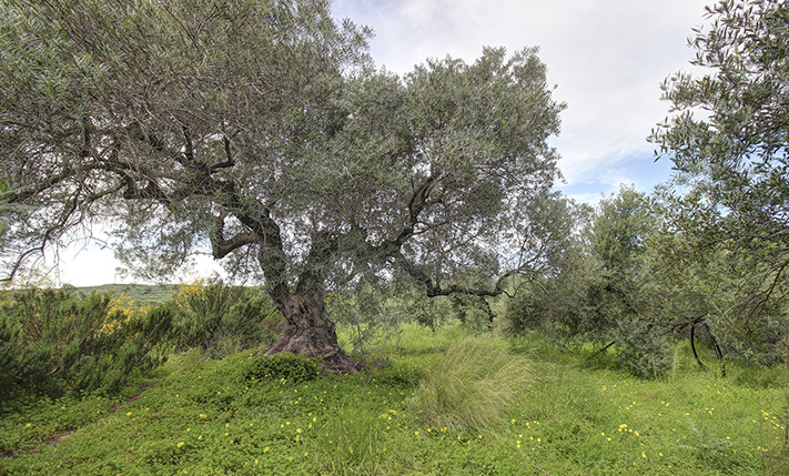 NORTH ORIENTATION FACING THE SEA