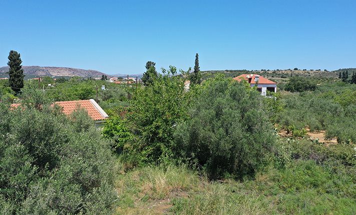 WITH LARGE OLIVE TREES IN THE CENTRE OF ARMENOI