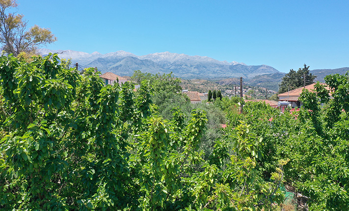 WITH LARGE OLIVE TREES IN THE CENTRE OF ARMENOI