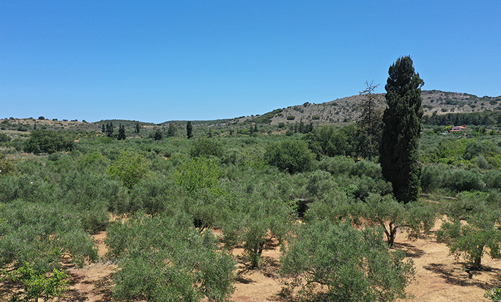 ΣΤΟ ΚΕΝΤΡΟ ΤΩΝ ΑΡΜΕΝΩΝ ΜΕ ΜΕΓΑΛΑ ΕΛΑΙΟΔΕΝΤΡΑ