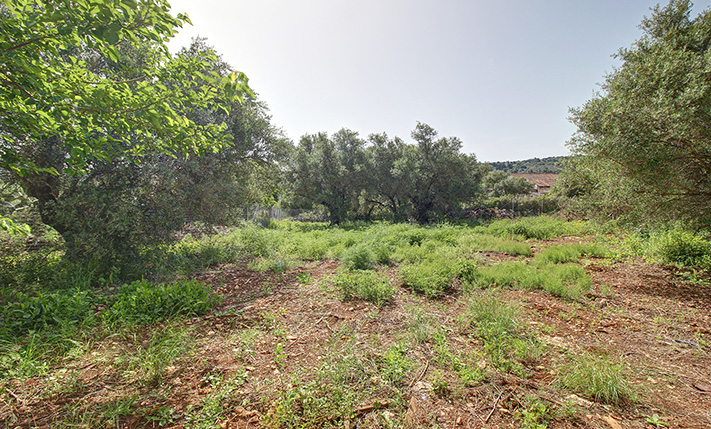 WITH LARGE OLIVE TREES IN THE CENTRE OF ARMENOI