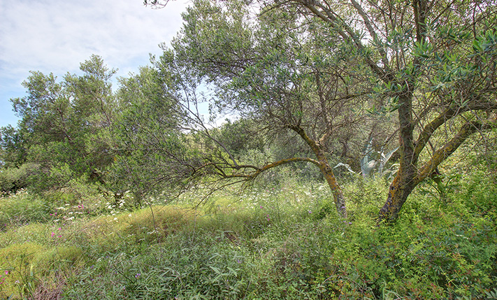 LAND WITH A PERMIT FOR 2 HOUSES NEAR THE CITY