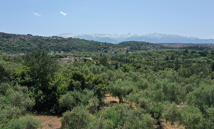 ΟΡΘΟΓΩΝΙΟ ΜΕ ΠΕΡΙΠΟΥ 50 ΕΛΙΕΣ & ΘΕΑ ΣΤΑ ΒΟΥΝΑ