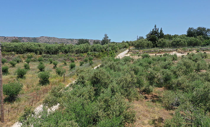 ΟΡΘΟΓΩΝΙΟ ΜΕ ΠΕΡΙΠΟΥ 50 ΕΛΙΕΣ & ΘΕΑ ΣΤΑ ΒΟΥΝΑ