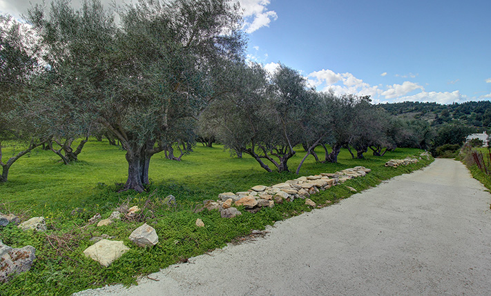 ΟΡΘΟΓΩΝΙΟ ΜΕ ΠΕΡΙΠΟΥ 50 ΕΛΙΕΣ & ΘΕΑ ΣΤΑ ΒΟΥΝΑ