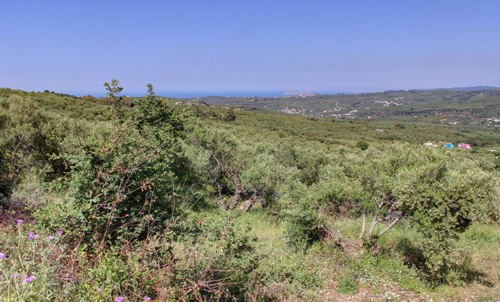 LAND WITH VIEWS ON A SLOPE OF OLIVE GROVES