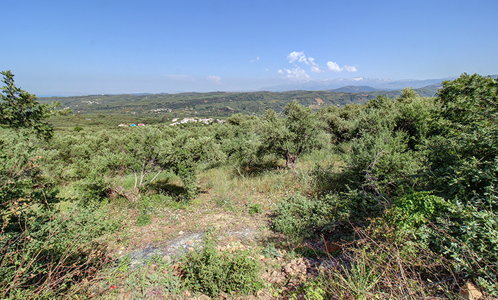 LAND WITH VIEWS ON A SLOPE OF OLIVE GROVES