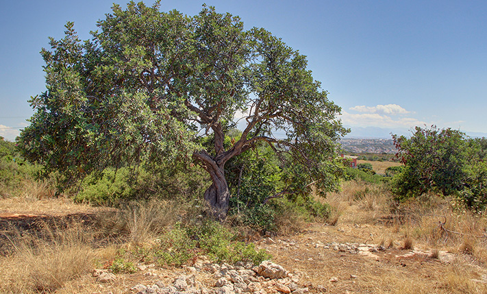 RESIDENTIAL DEVELOPMENT PARCEL WITH SEA VIEWS