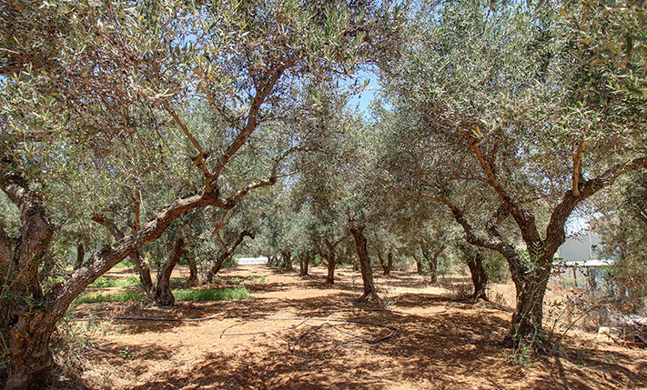 PERFECT FOR A SMALL COMPLEX ON A BUSY ROAD