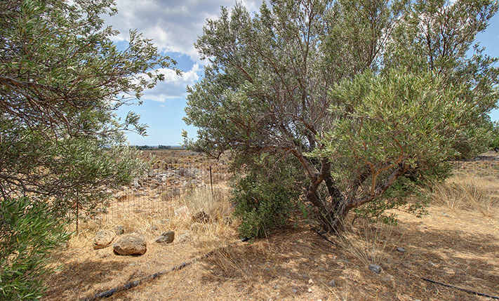 NEAR FRANGOKASTELO BEACH WITH A GOOD SHAPE