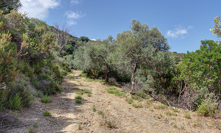 PARCEL WITH OLIVE TREES HALFWAY TO SOUGIA