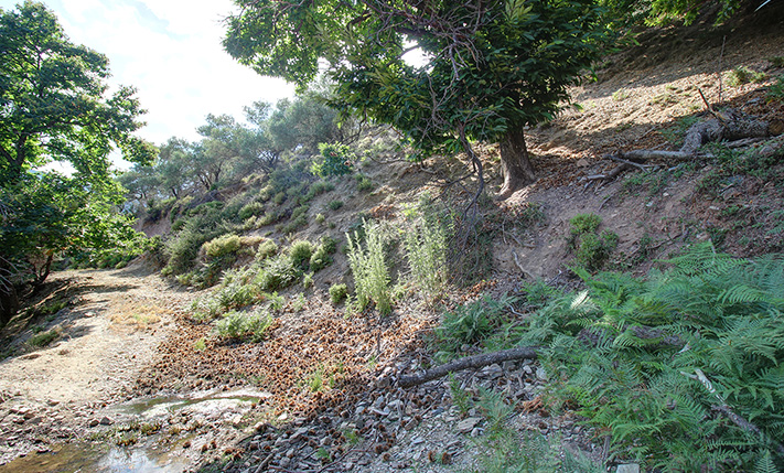 ΕΚΤΑΣΗ ΜΕ ΕΛΑΙΟΔΕΝΤΡΑ ΣΕ ΗΜΙΟΡΕΙΝΗ ΠΕΡΙΟΧΗ
