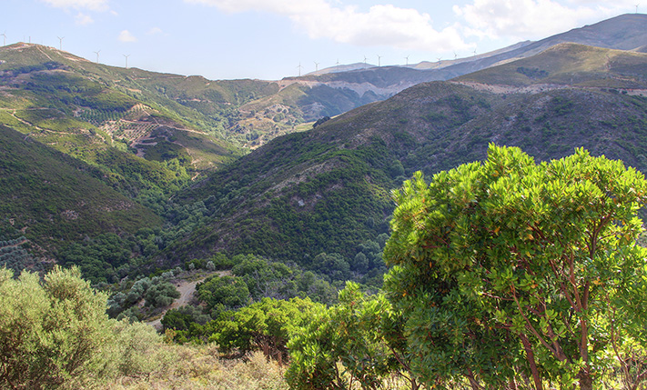 PARCEL WITH OLIVE TREES HALFWAY TO SOUGIA