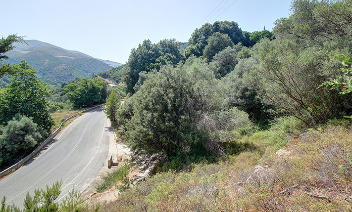 OLIVE GROVE IN THE MOUNTAINS WITH EASY ACCESS