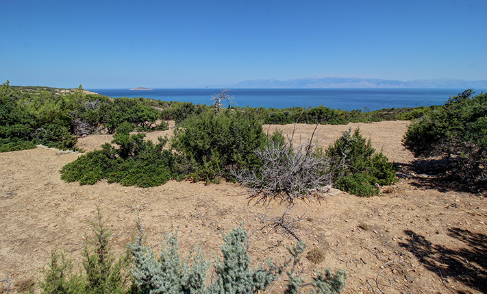 ΠΕΥΚΟΦΥΤΗ ΕΚΤΑΣΗ ΜΕ ΑΝΕΜΠΟΔΙΣΤΗ ΘΕΑ