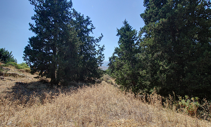 ΜΕΓΑΛΑ ΚΥΠΑΡΙΣΣΙΑ & ΘΕΑ ΣΤΑ ΛΕΥΚΑ ΟΡΗ