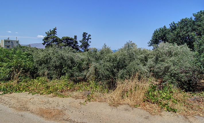 RECTANGULAR PLOT WITH SEA VIEWS & OLIVE TREES