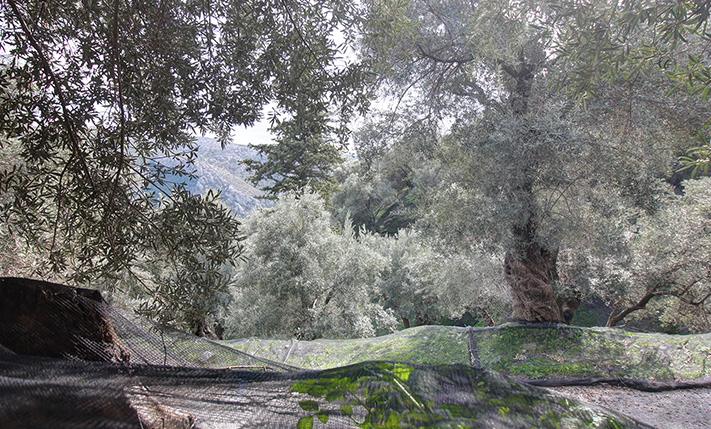 2 CENTURY-OLD OLIVE TREES NORTH OF PALAIOCHORA