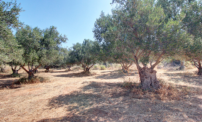 FLAT PLOT IN THE COUNTRYSIDE NEAR KEFALAS