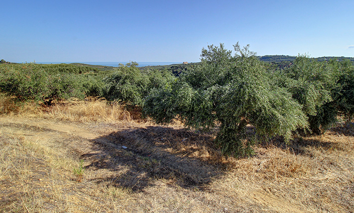 ΔΥΟ ΠΑΡΑΚΕΙΜΕΝΟΙ ΕΛΑΙΩΝΕΣ ΜΕ ΑΝΑΤΟΛΙΚΗ ΘΕΑ