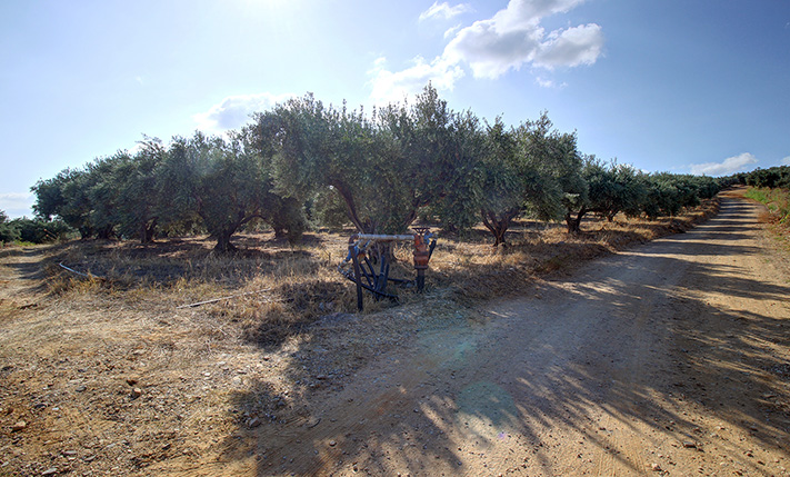 ΔΥΟ ΠΑΡΑΚΕΙΜΕΝΟΙ ΕΛΑΙΩΝΕΣ ΜΕ ΑΝΑΤΟΛΙΚΗ ΘΕΑ
