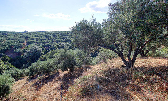 ΔΥΟ ΠΑΡΑΚΕΙΜΕΝΟΙ ΕΛΑΙΩΝΕΣ ΜΕ ΑΝΑΤΟΛΙΚΗ ΘΕΑ