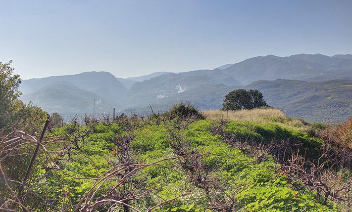 ΔΥΤΙΚΟ ΟΙΚΟΠΕΔΟ ΚΟΝΤΑ ΣΤΗΝ ΚΟΡΥΦΗ