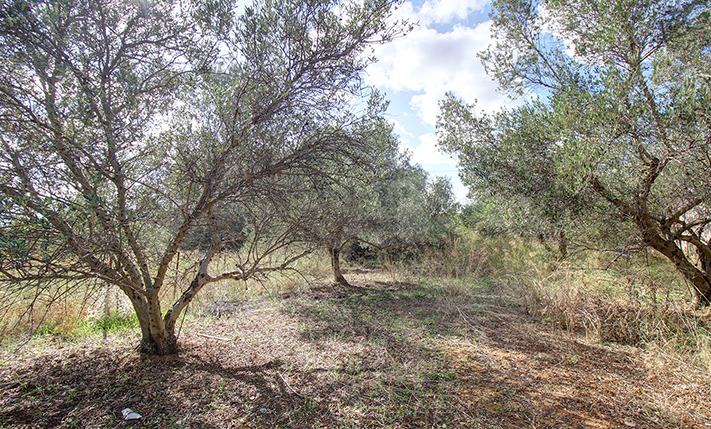 ΣΤΟΝ ΚΕΦΑΛΑ ΜΕ ΝΟΤΙΑ ΘΕΑ ΠΡΟΣ ΤΑ ΛΕΥΚΑ ΟΡΗ