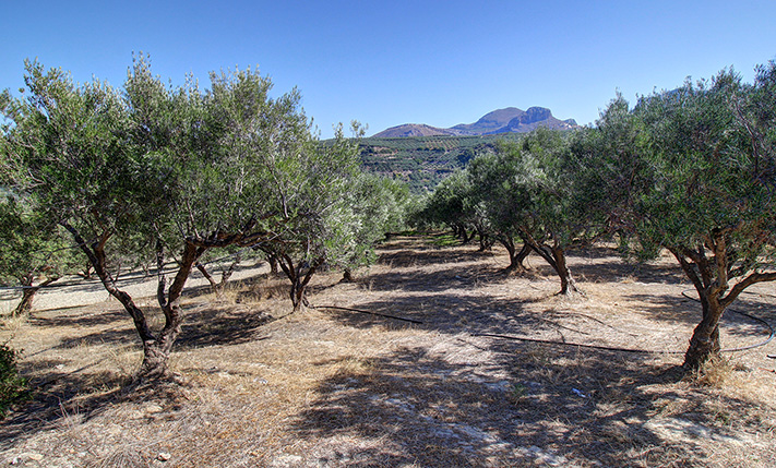 ΣΕ ΠΛΑΓΙΑ ΜΕΣΑ ΣΕ ΕΛΑΙΩΝΕΣ ΜΕ ΗΠΙΑ ΝΟΤΙΑ ΚΛΙΣΗ