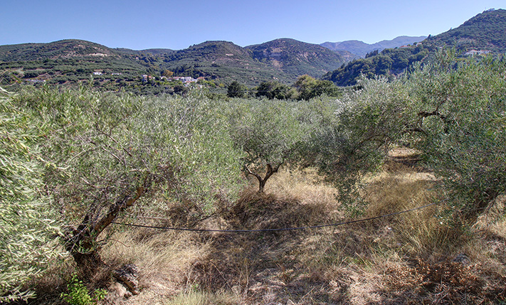 ΚΟΝΤΑ ΣΤΗΝ ΚΙΣΑΜΟ ΜΕ ΚΑΤΕΥΘΥΝΣΗ ΠΡΟΣ ΕΛΑΦΟΝΗΣΙ