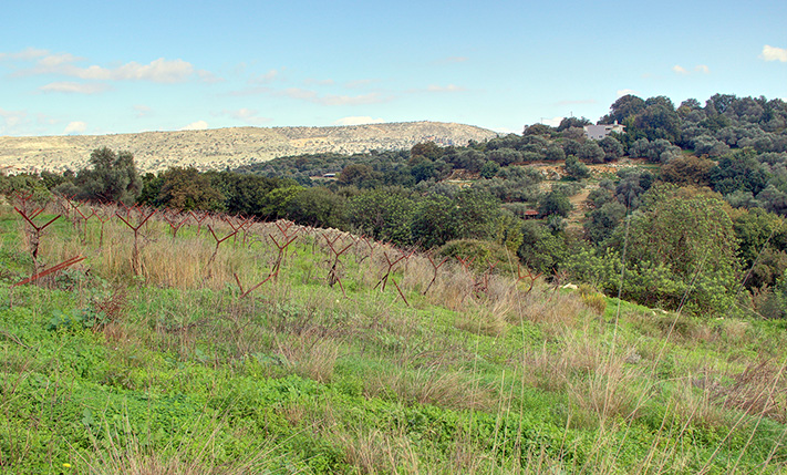 EAST-FACING LAND FOR RESIDENTIAL DEVELOPMENT