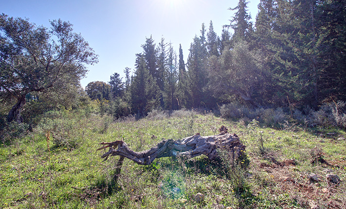 AGRICULTURAL LAND WITH CYPRESS TREES NEAR VAMOS