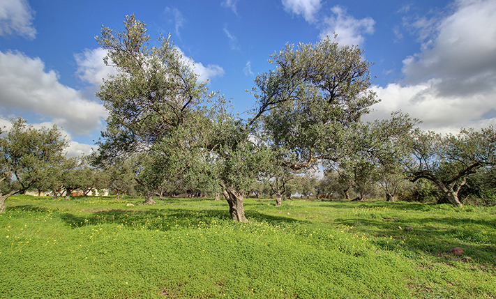 AN AFFORDABLE OLIVE GROVE IN NATURE