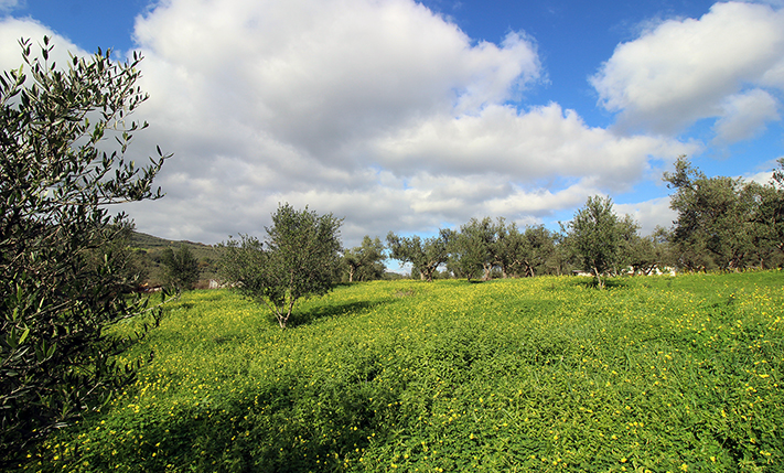 ΟΙΚΟΝΟΜΙΚΗ ΛΥΣΗ ΣΤΗ ΦΥΣΗ ΜΕ ΕΛΑΙΟΔΕΝΤΡΑ