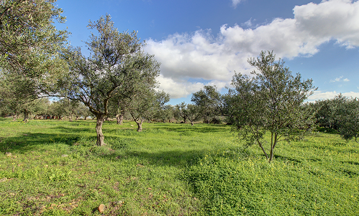 EXCELLENT PLOT AT A LOW PRICE