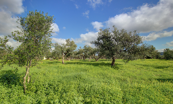 EXCELLENT PLOT AT A LOW PRICE