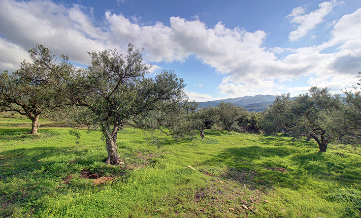 EXCELLENT PLOT AT A LOW PRICE