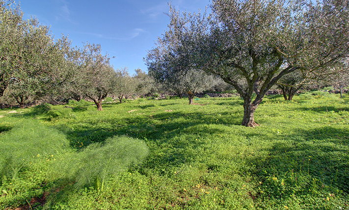 SUITABLE FOR A COMPLEX OF DETACHED HOUSES