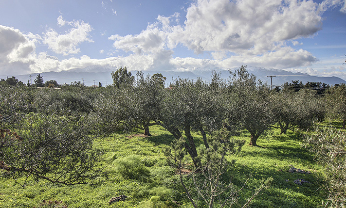 SUITABLE FOR A COMPLEX OF DETACHED HOUSES