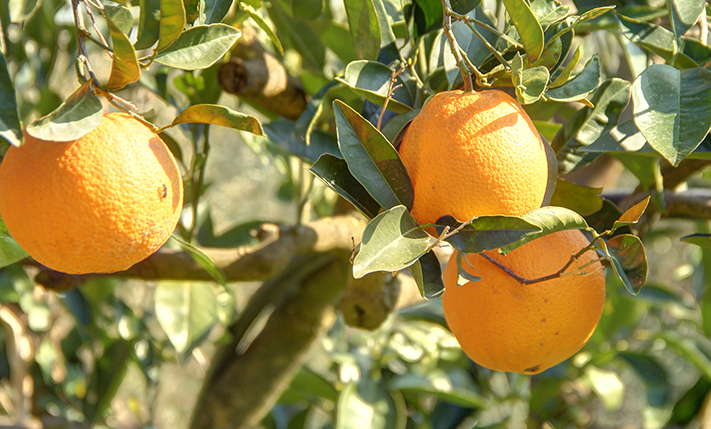 GOOD SHAPE & VIEWS OVER A LUSH VALLEY